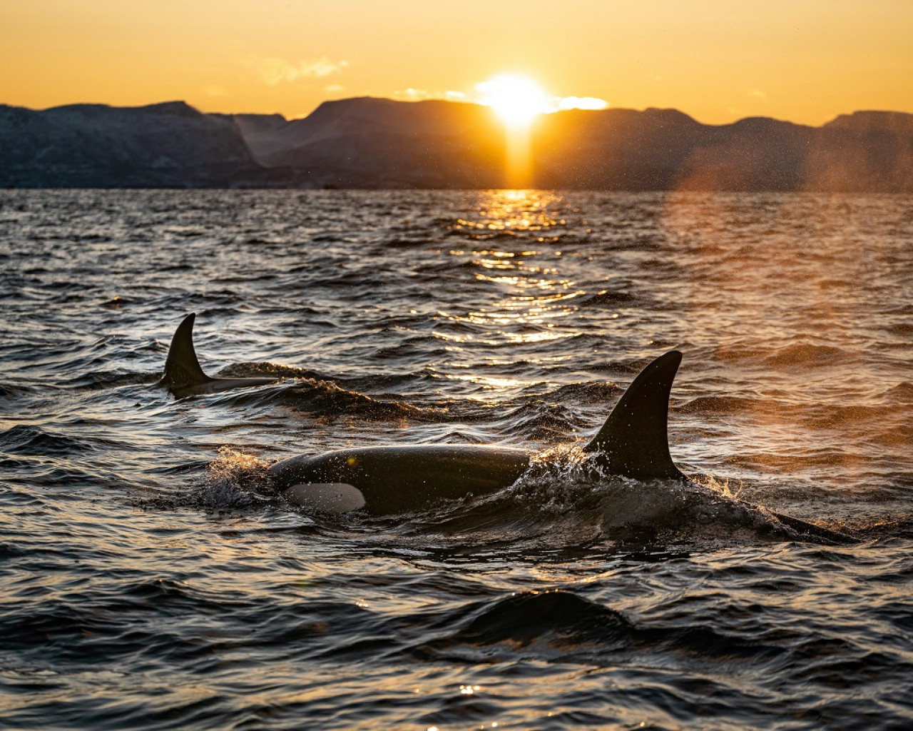 Orcas. Foto: Unsplash.