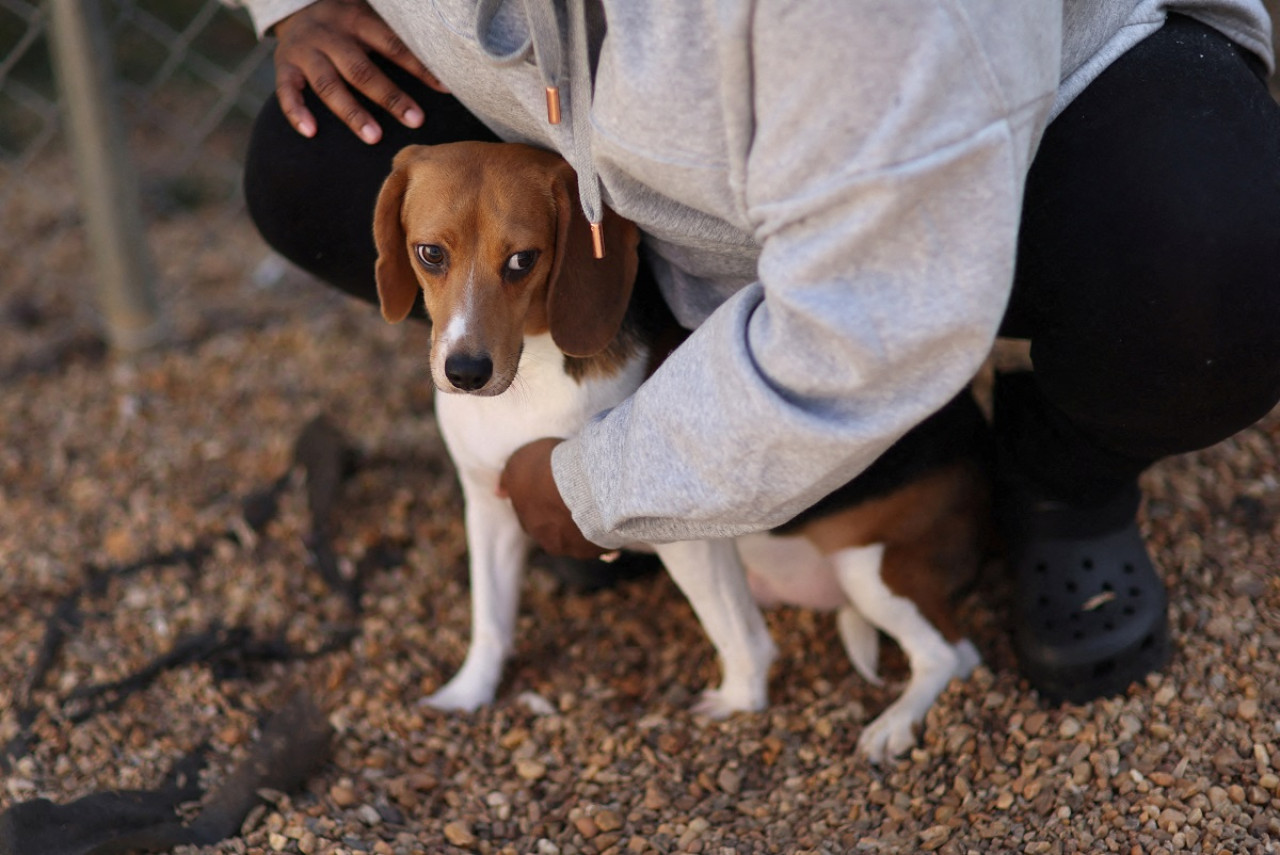 Maltrato animal. Foto: Reuters.