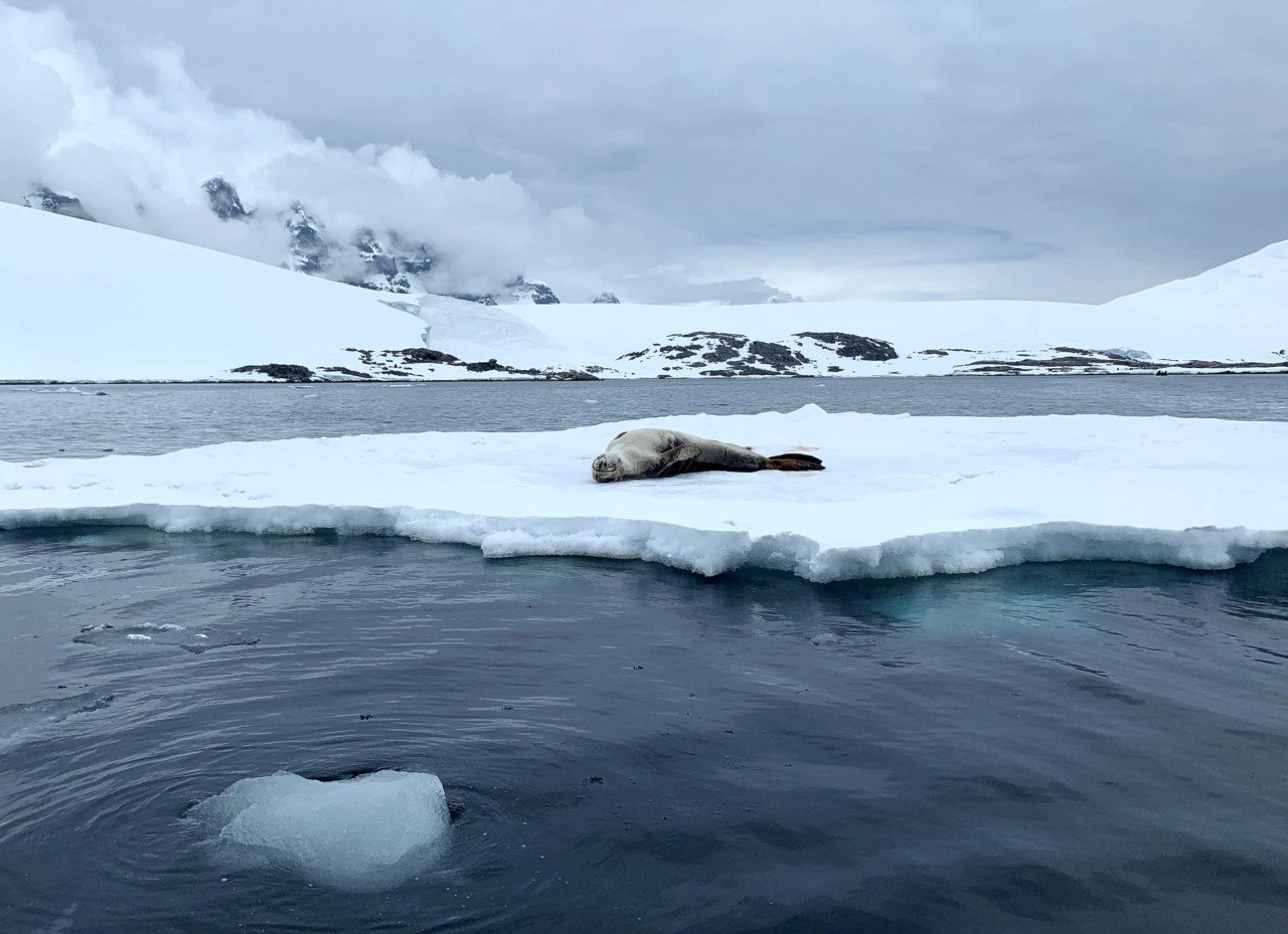 Foca en la Antártida. Foto: EFE