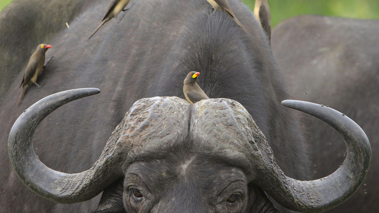 Animales, mamíferos. Foto: Pexels.