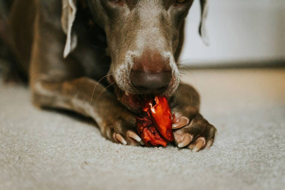 Perros, comida, alimentación. Foto: Unsplash