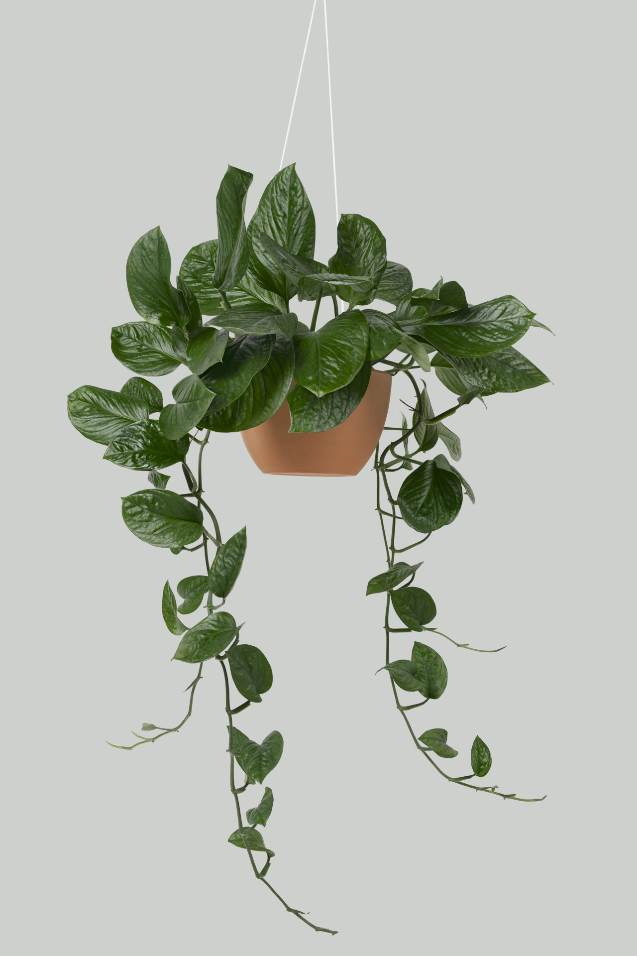 Las características de la planta que da hojas verdes todo el año. Foto: Freepik.