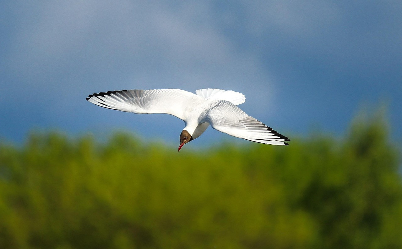 Albatros errante, ave. Foto: Pixabay.