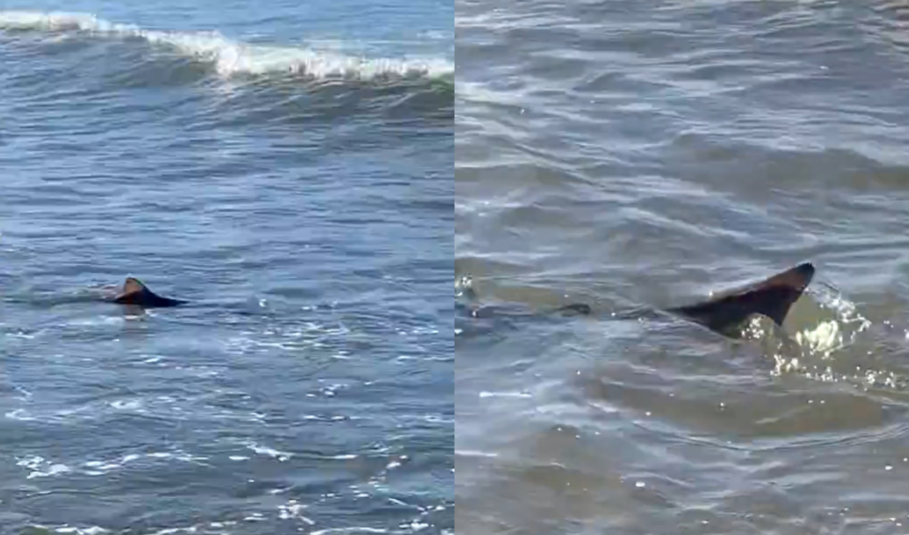 Tiburón en Mar del Plata. Foto: captura video.