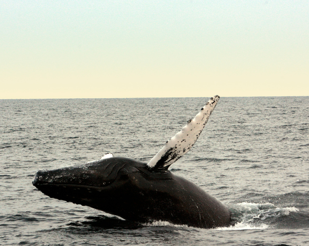 Ballena franca austral. Foto: Unsplash.