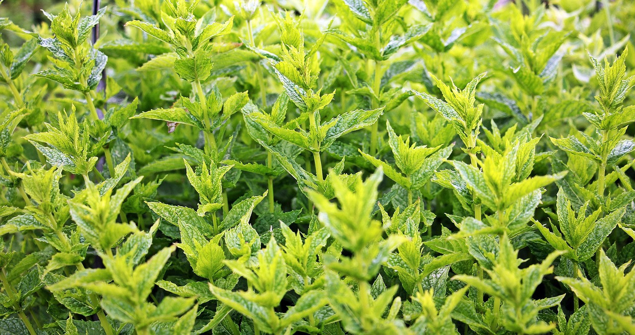 Planta de menta. Foto: Freepik.