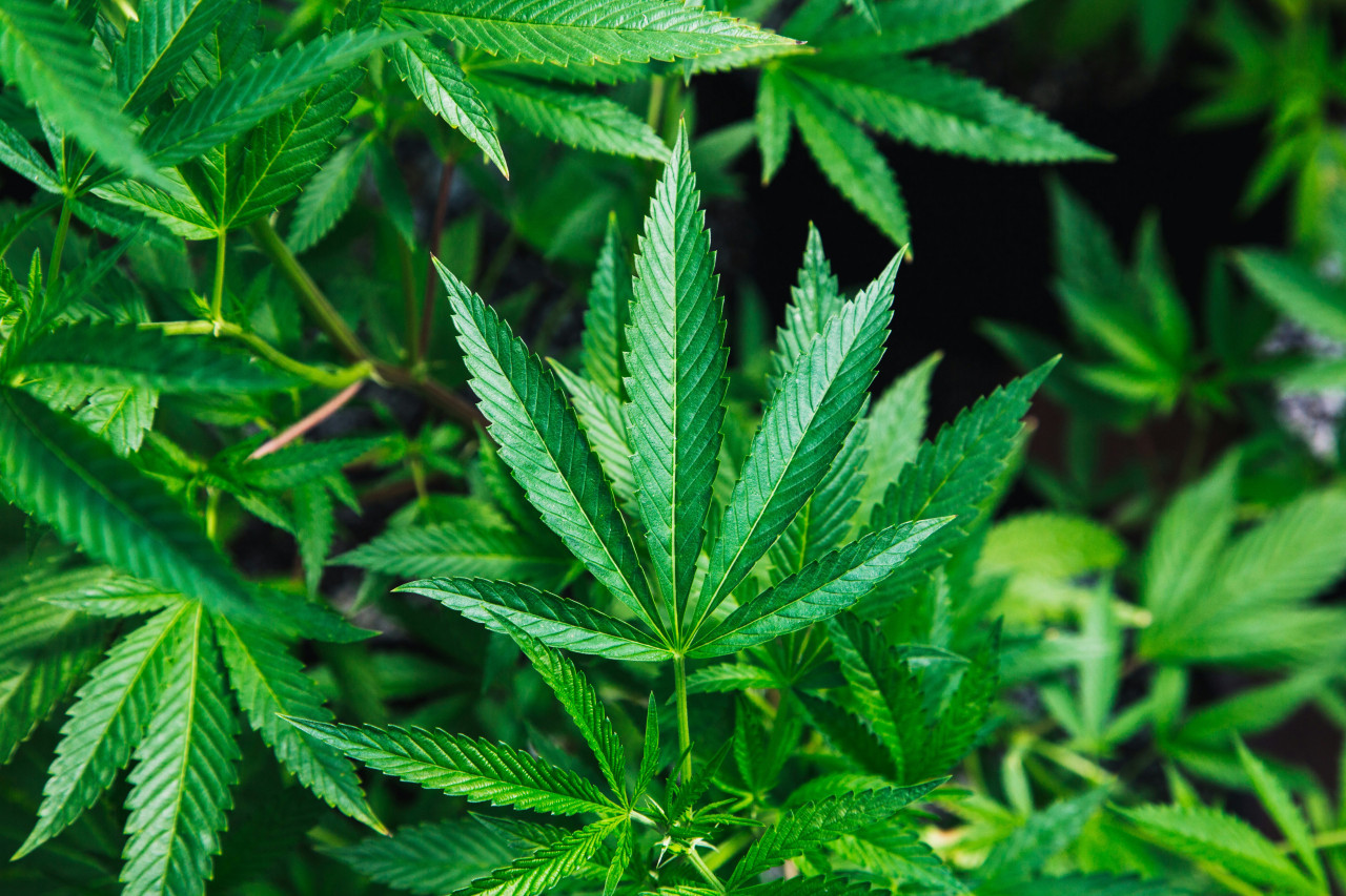 El consumo de marihuana y sus consecuencias. Foto: Unsplash.