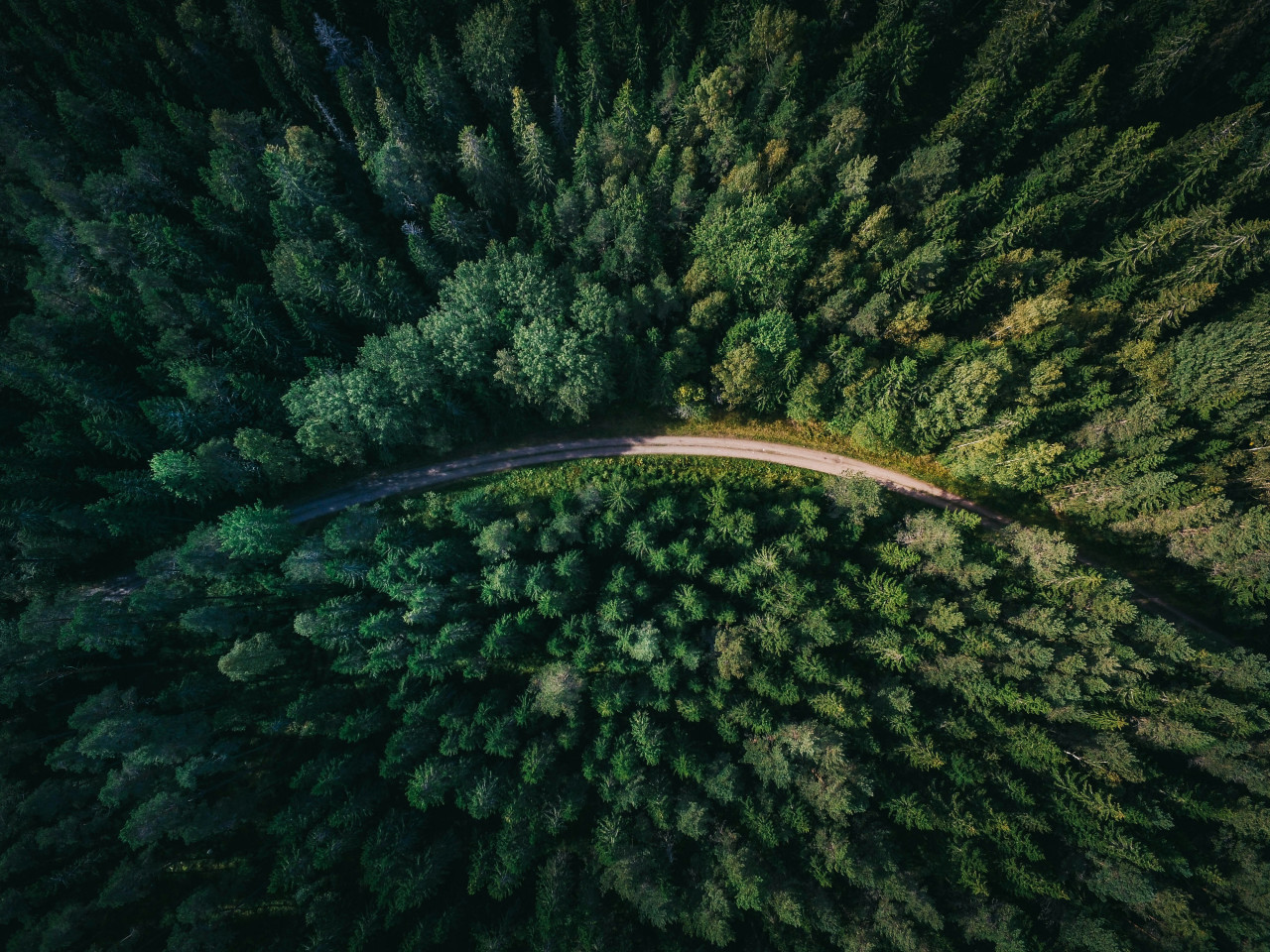 Árboles. Foto: Unsplash.
