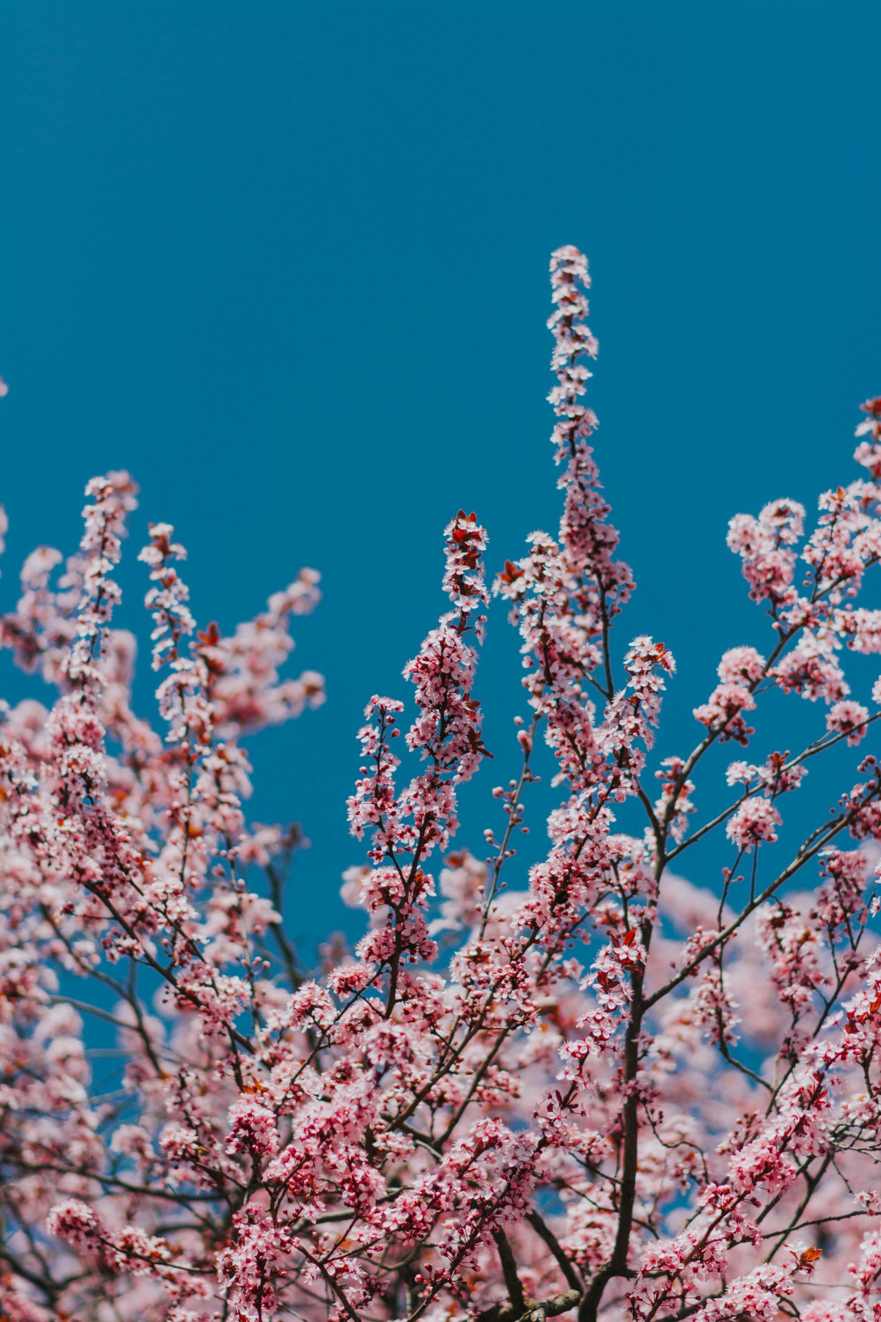 Flor de cerezo. Foto Unsplash
