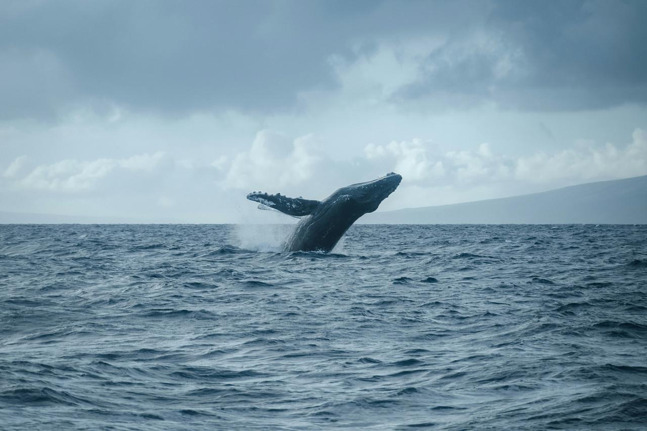 Ballena. Foto: Unsplash.