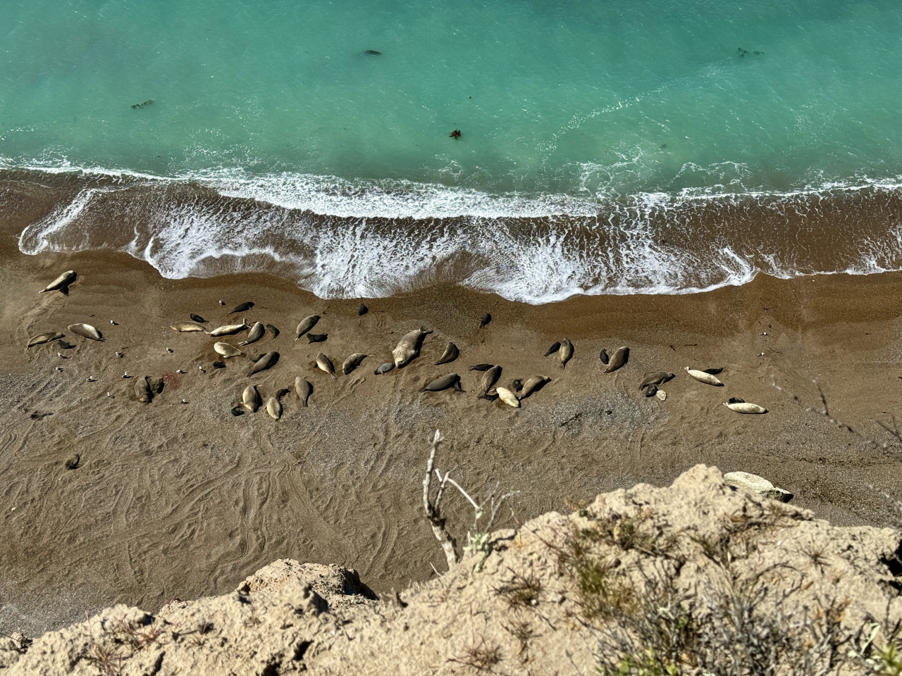 Elefantes marinos del sur en Chubut. Foto: Valeria Falabella - WCS Argentina