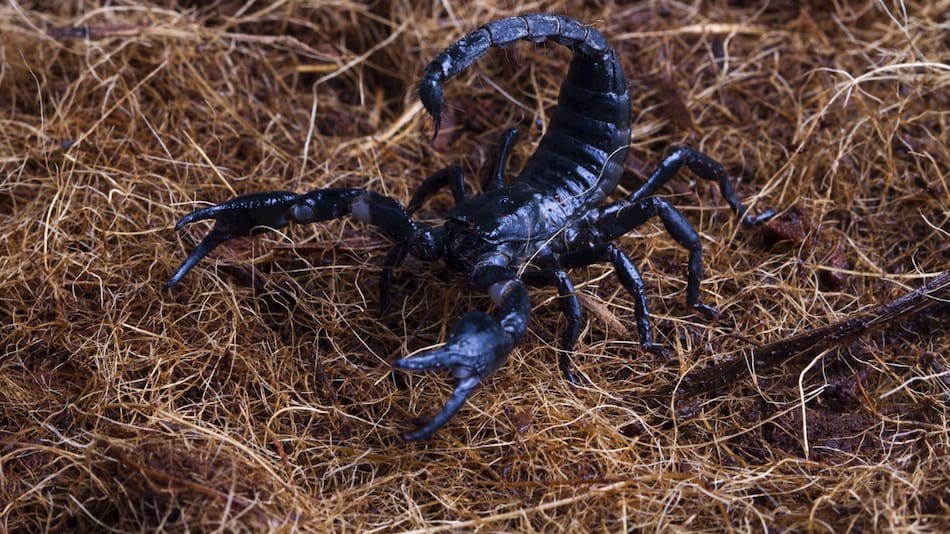 El escorpión. Foto: Freepik