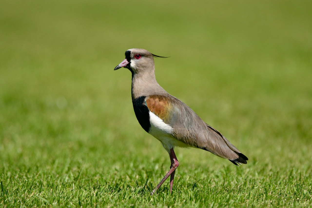 Vanellus chilensis, llamado comúnmente tero. Foto: Unsplash.