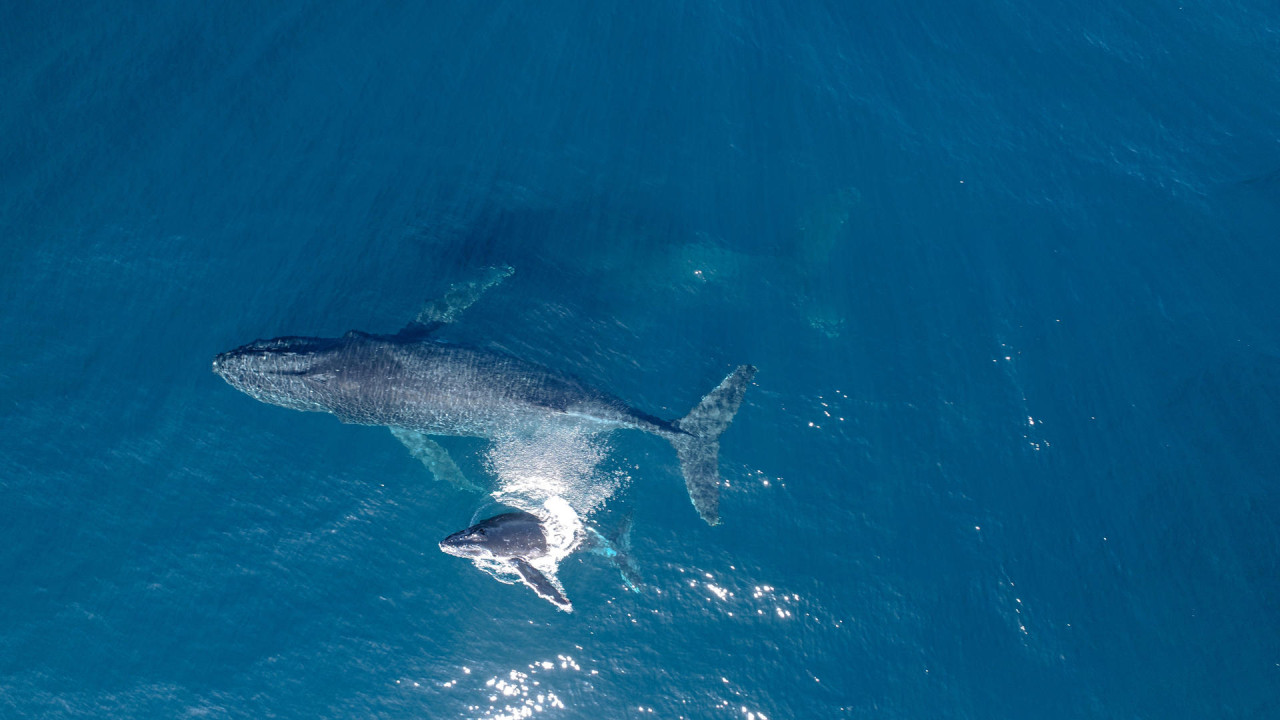 Ballena. Foto: EFE.