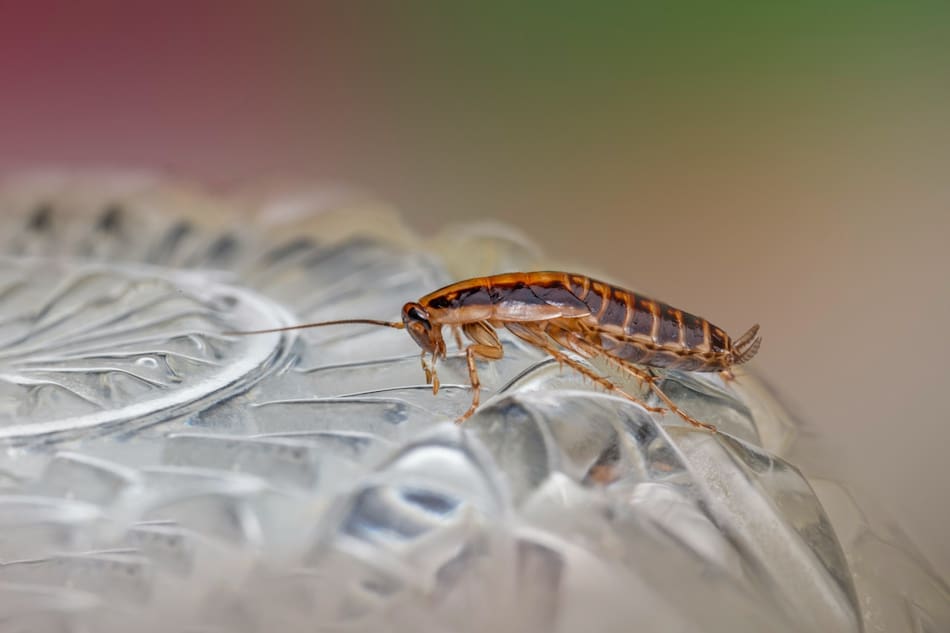 Cucarachas, insectos. Foto Unsplash.