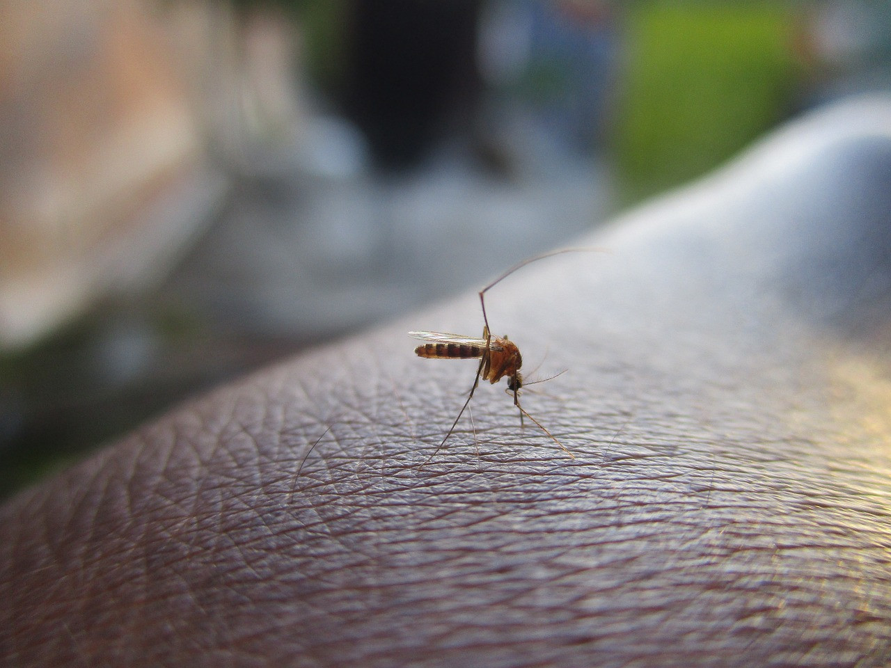 Dengue en Santa Fe. Foto: Pixabay.