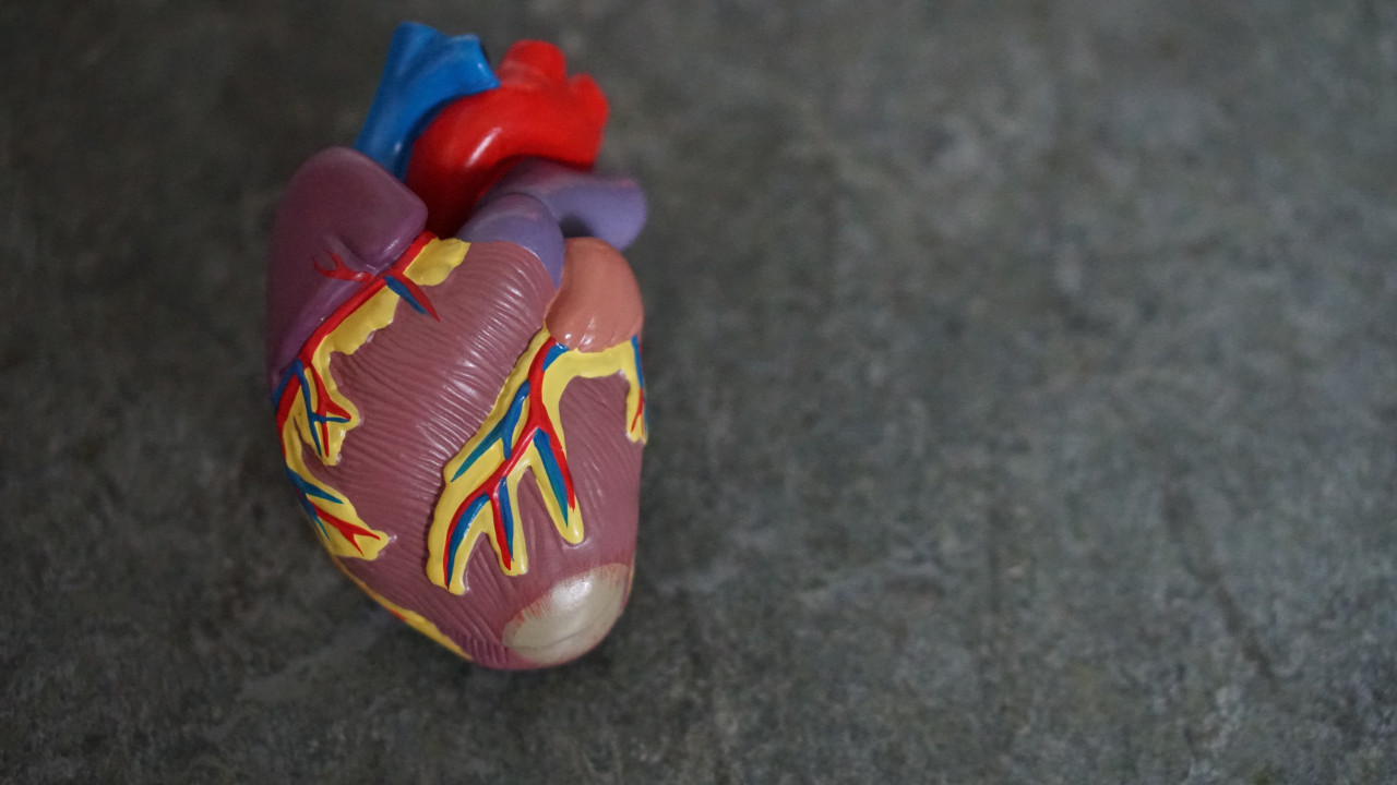 IA para calcular la edad biológica del corazón ayuda a identificar el riesgo de mortalidad