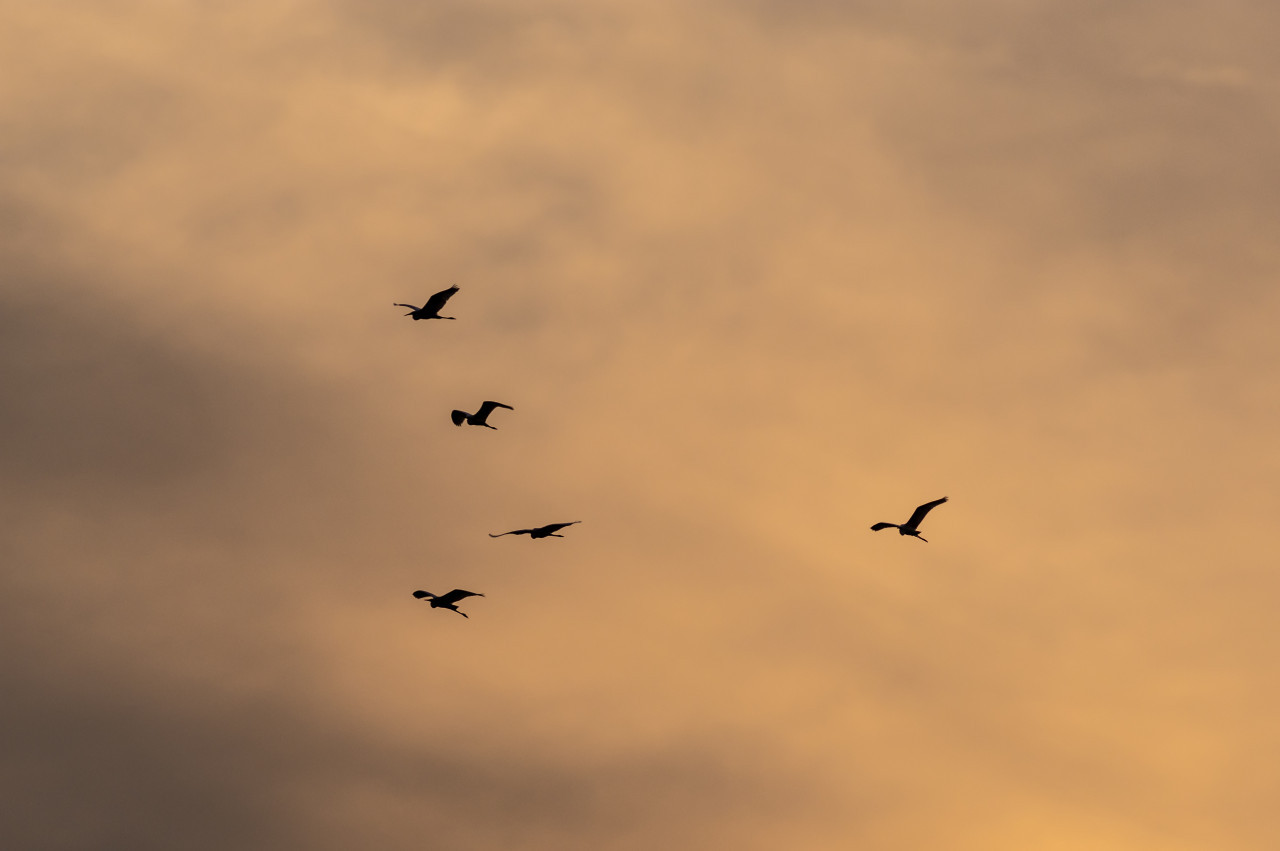 Golondrinas. Foto: Freepik