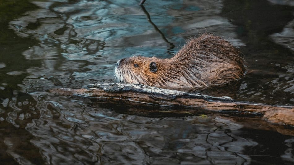 Castor. Foto Unsplash.