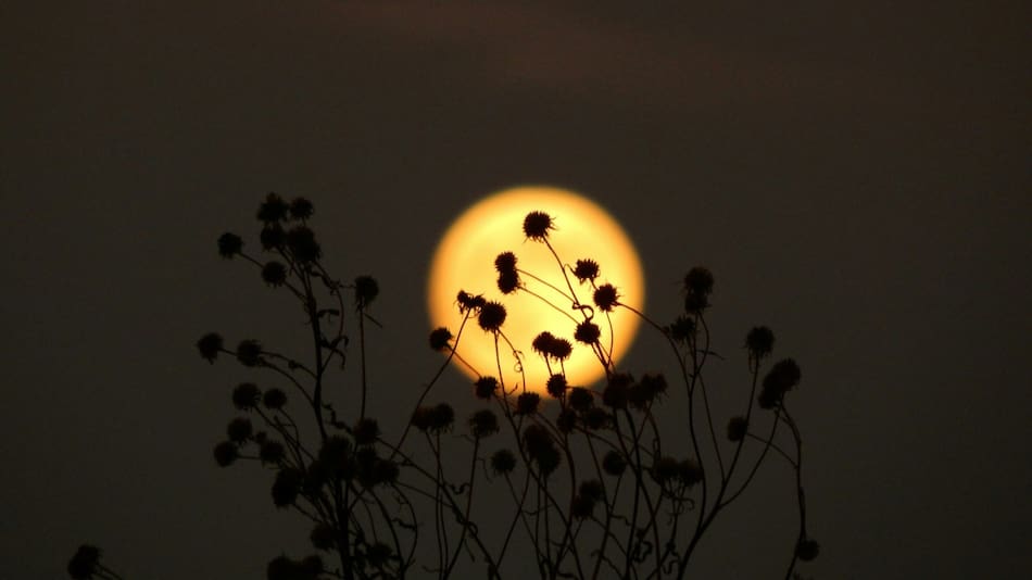 Qué es una microluna, el fenómeno astronómico que acompañará la próxima Luna llena. Foto Unsplash