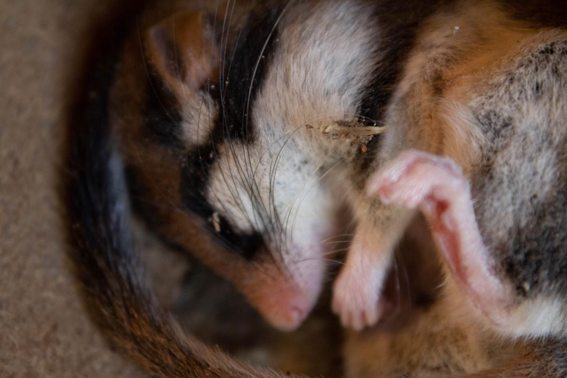 Hibernación en ratones. Foto: Unsplash.