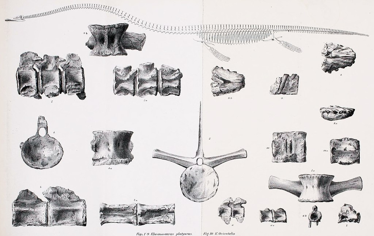 Elasmosaurus. Fuente: Wikipedia