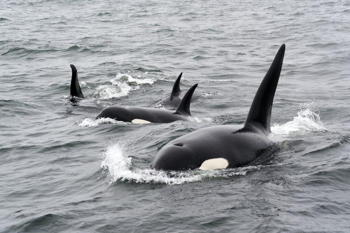 Un grupo de orcas. Foto: Unsplash