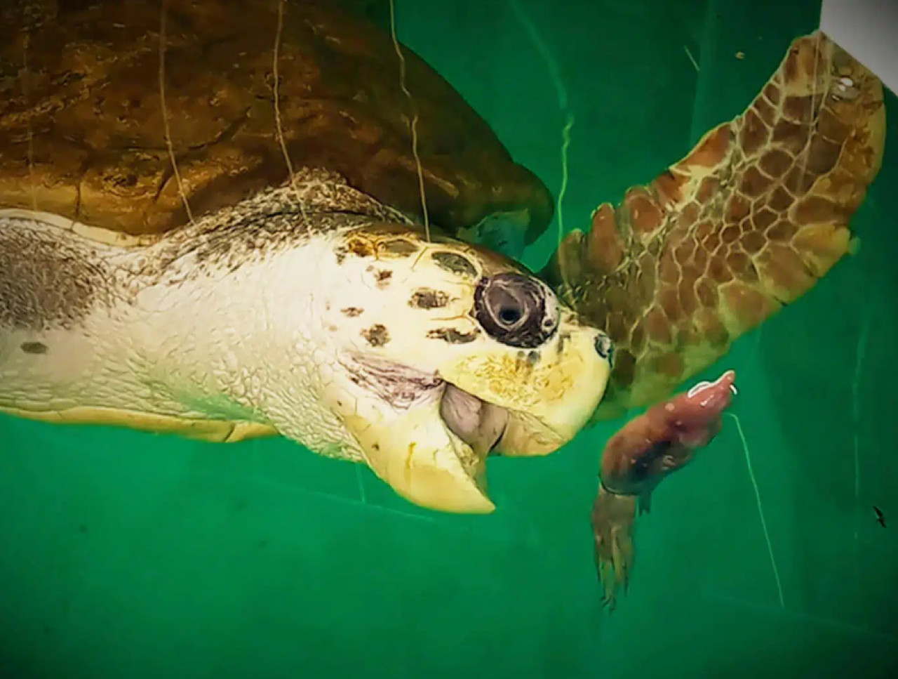 Jorge, el tortugo que emociona, avanza 2.200 km rumbo a Brasil. Foto Noticias Ambientales