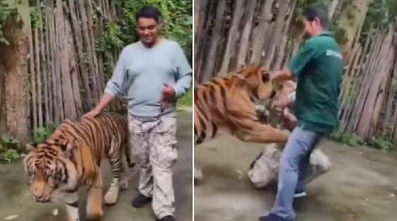 Tigre ataca a un hombre que intentaba sacarse una selfie en Tailandia. Foto: Captura de video.