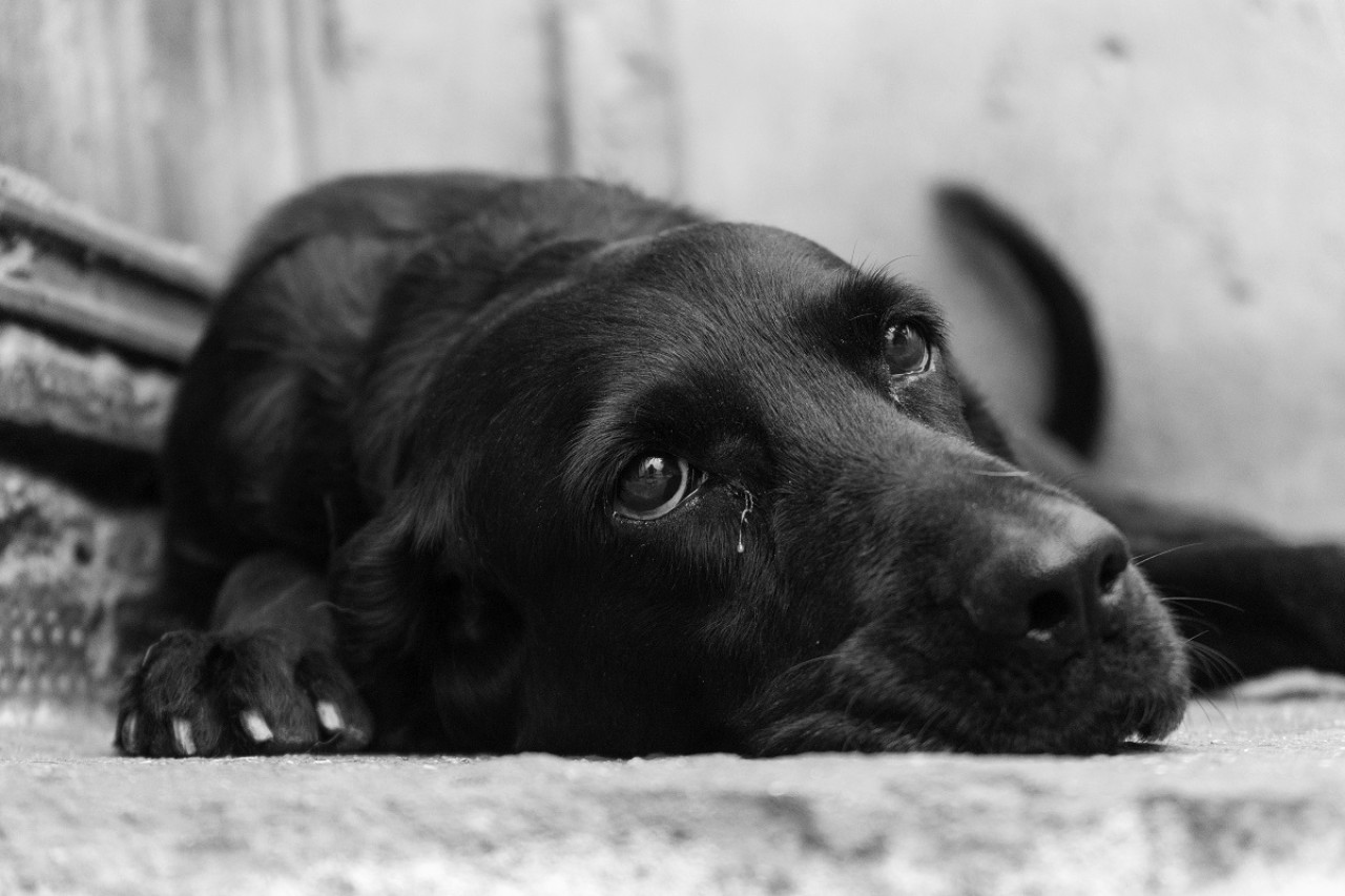 Las vacunas son la herramienta más efectiva para proteger a perros y gatos. Foto: Unsplash.