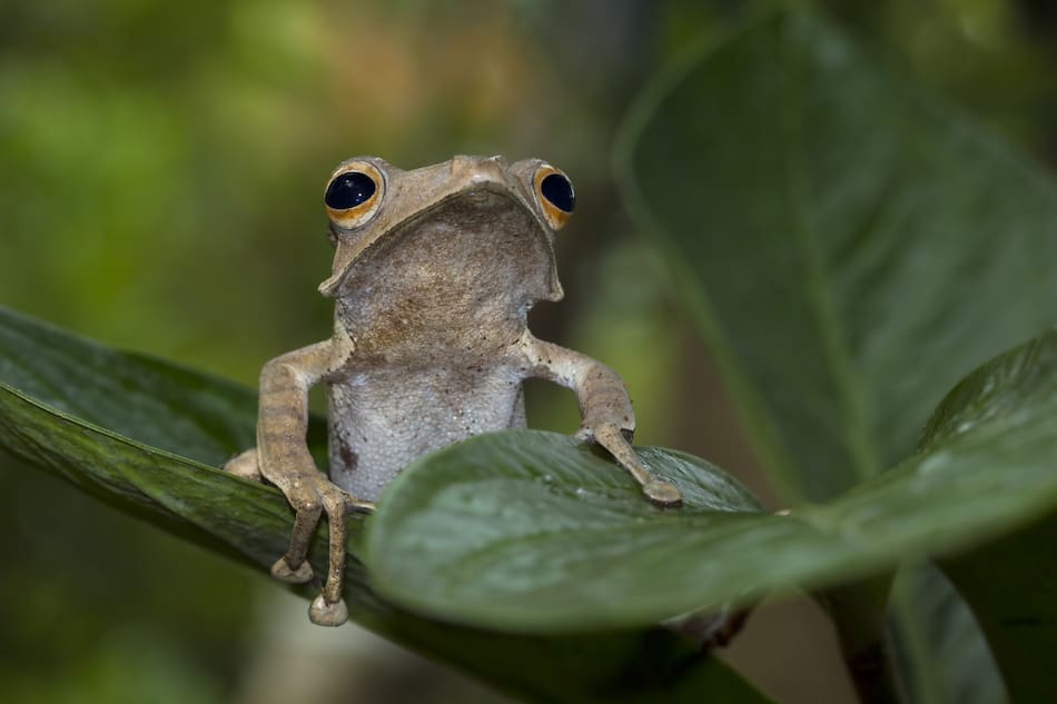 Coquí, rana. Foto: Freepik.
