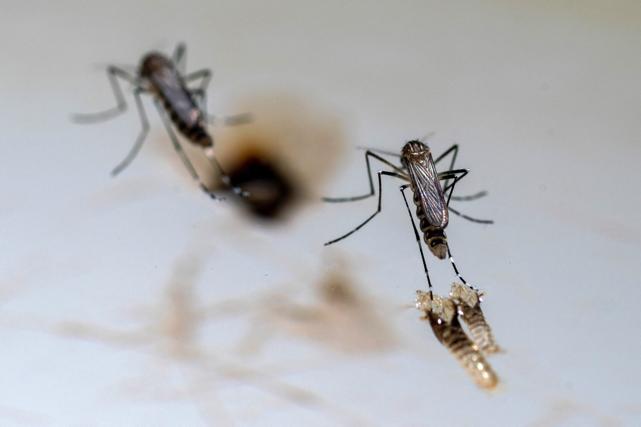 Ciudad de Buenos Aires mejora hospitales para tener una mejor respuesta ante consultas de pacientes con dengue. Foto: Reuters.