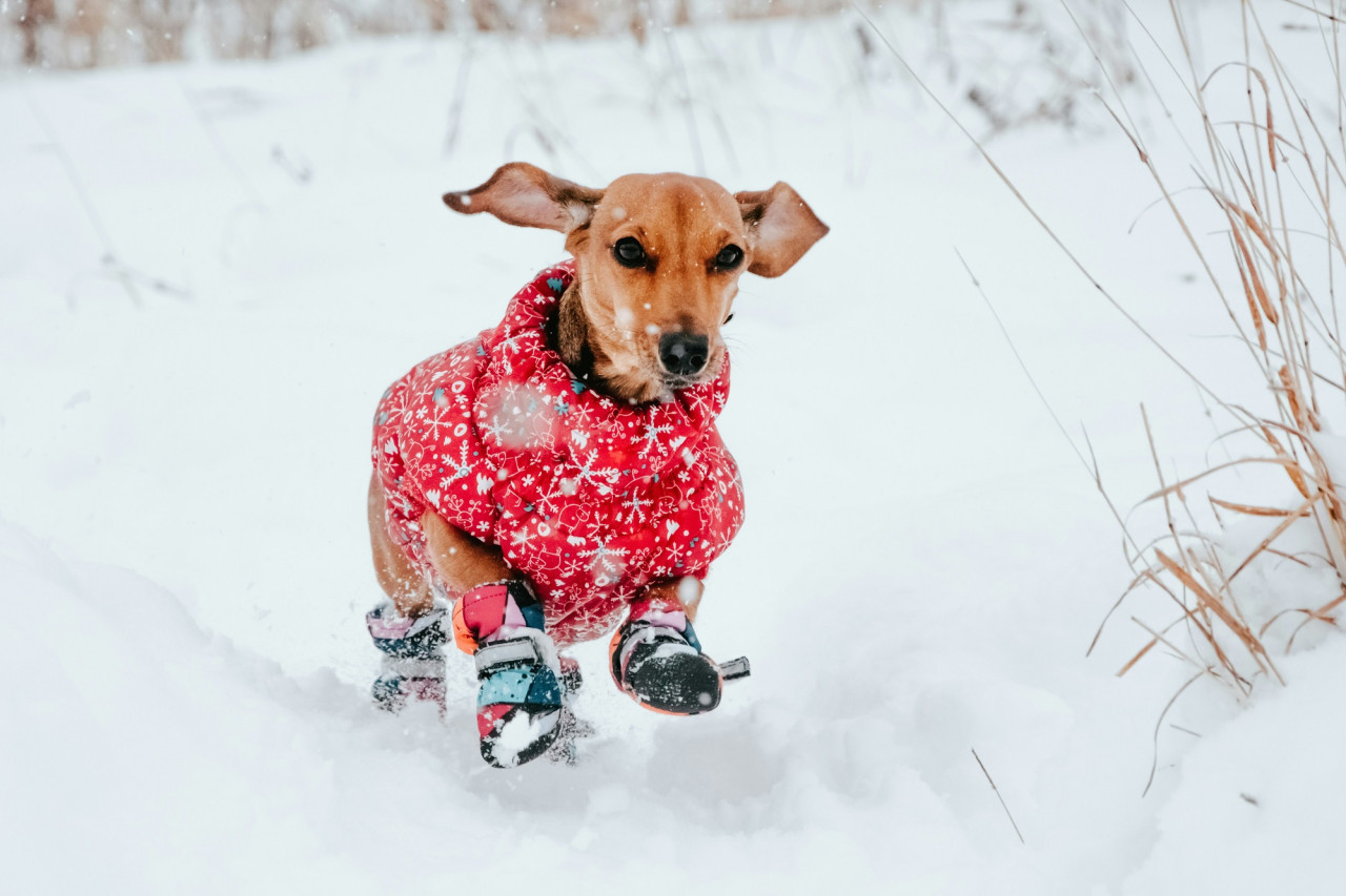 Cómo proteger a los perros de la nieve para que no se enfermen. Foto Unsplash