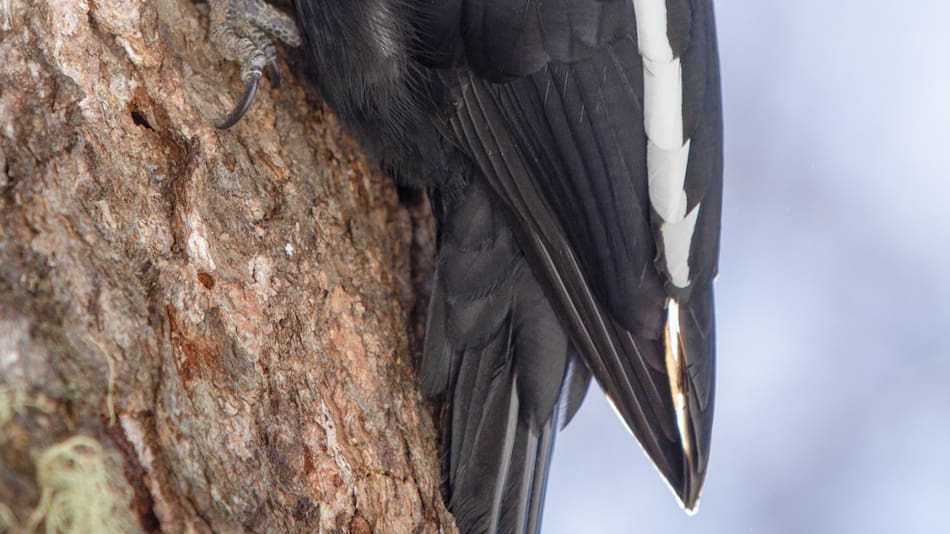 Pájaro carpintero. Foto: Freepik