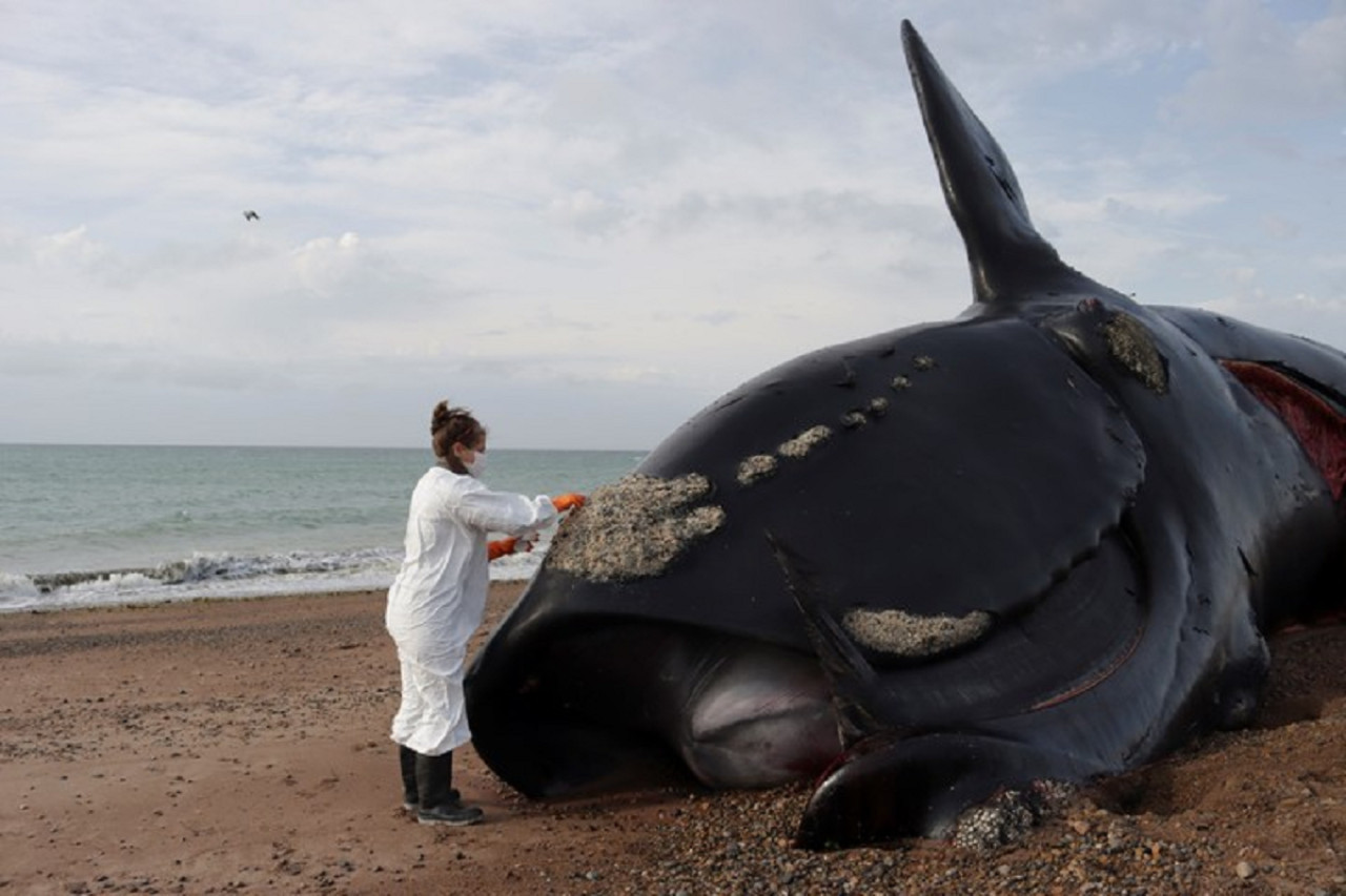 Ballenas muertas en las costas de Península Valdés, en Chubut. Foto: X/PerezzzzJuli