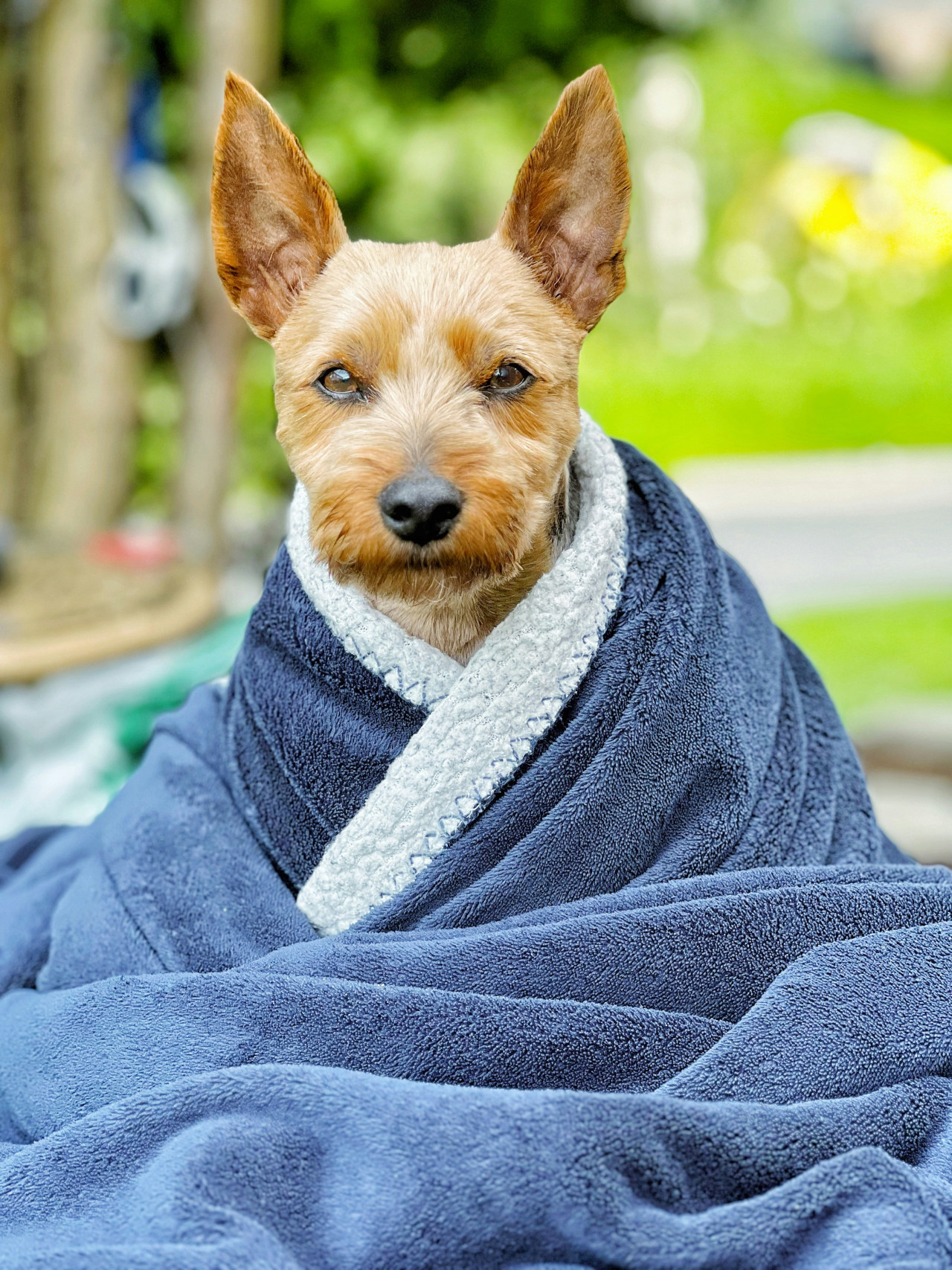 Perro. Fuente: Unsplash