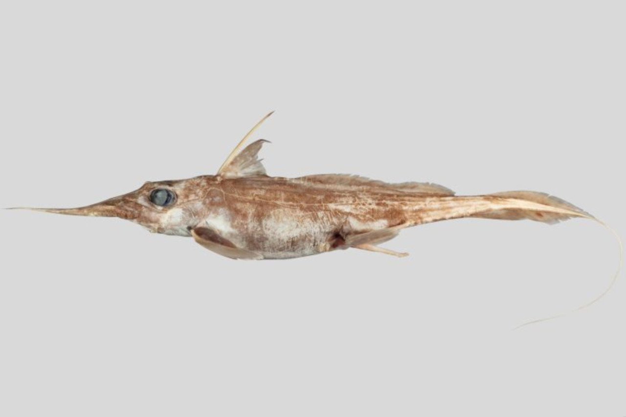 Un grupo de investigadores descubrió una nueva especie de quimera o “tiburón fantasma”. Foto: Unsplash.