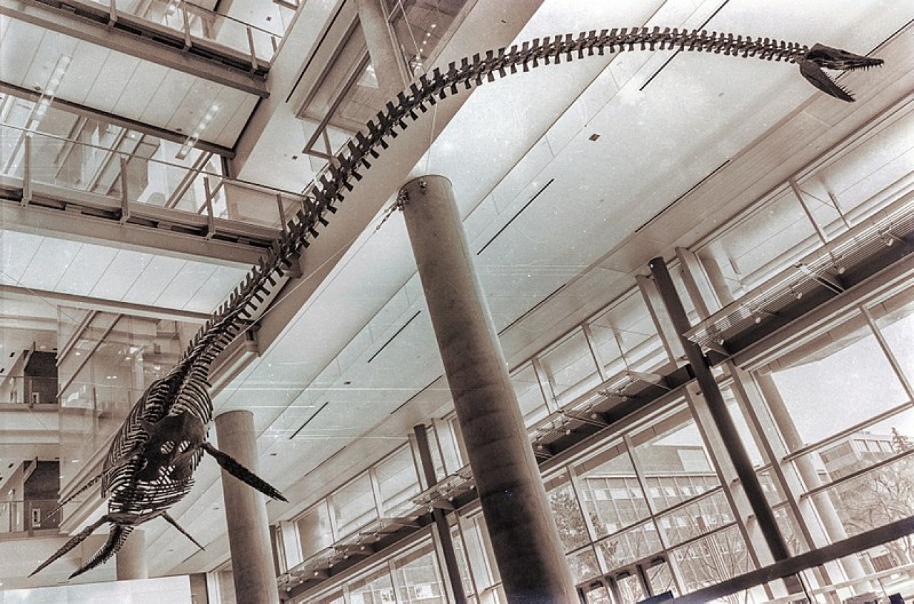 Elasmosaurus. Fuente: Wikipedia