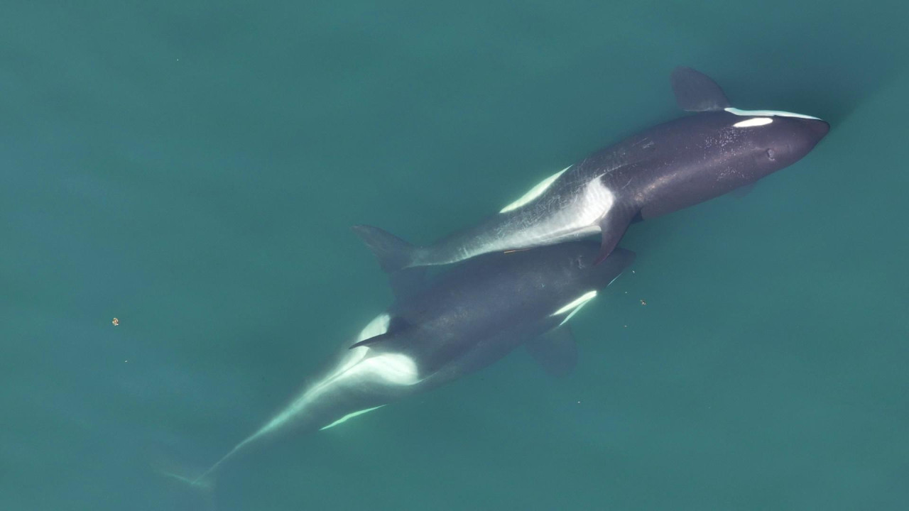 Orcas. Crédito: EFE/ Center for Whale Research, NMFS NOAA Permit 27038