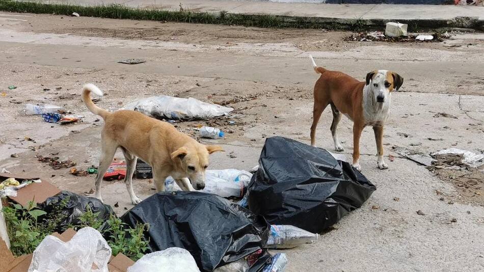 Perros. Foto: NA.