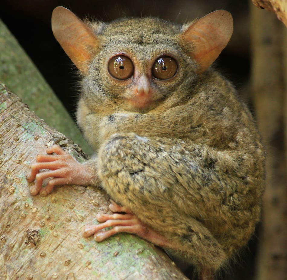 El tarsero es el animal que inspiró la creación de Stitch. Foto: Wikipedia.