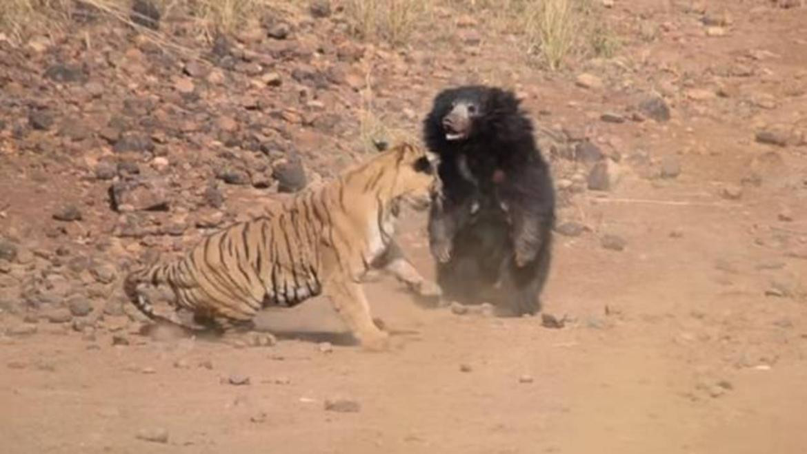 Pelea entre un tigre y una osa se vuelve viral