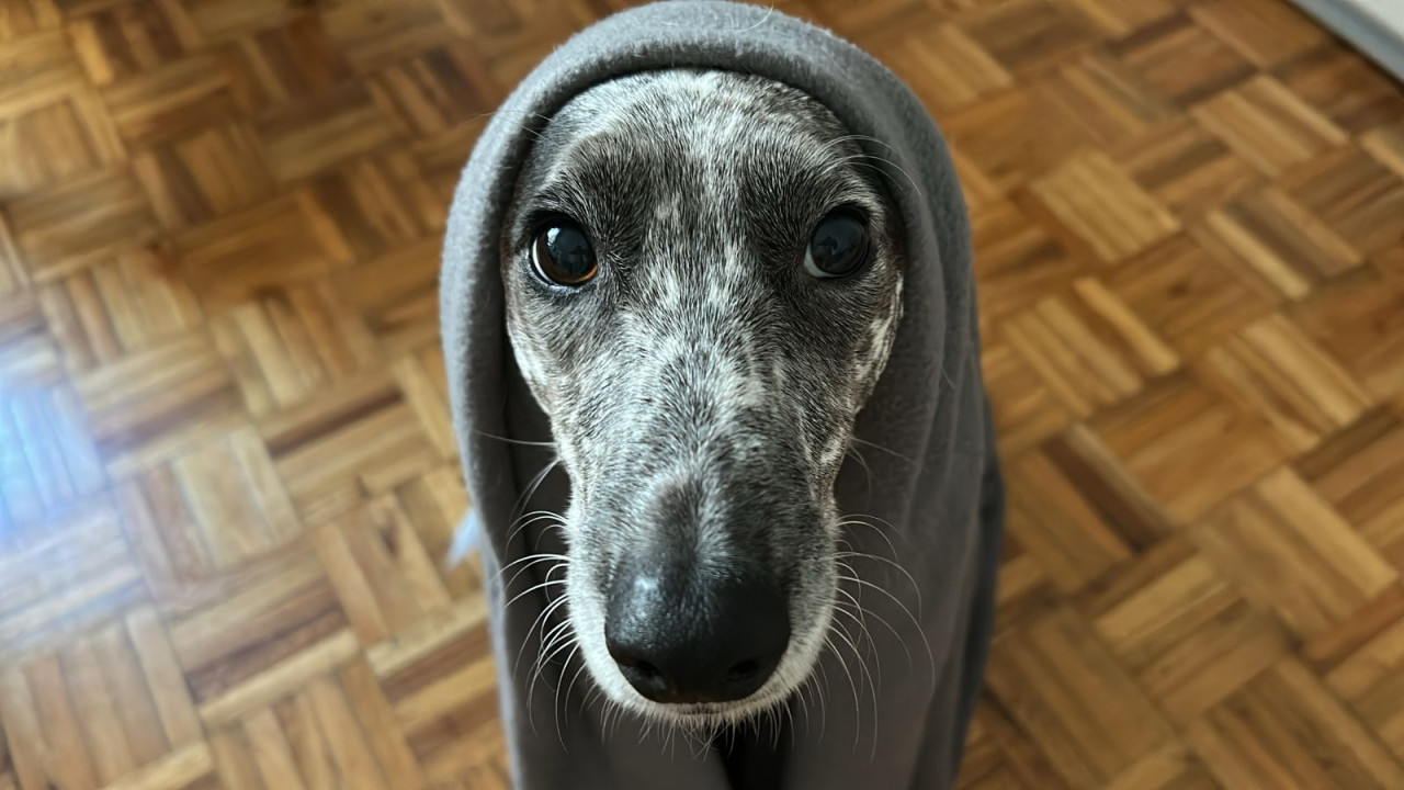 Guía para el invierno: cómo cuidar a los perros más sensibles al frío. Foto: Canal26.com.
