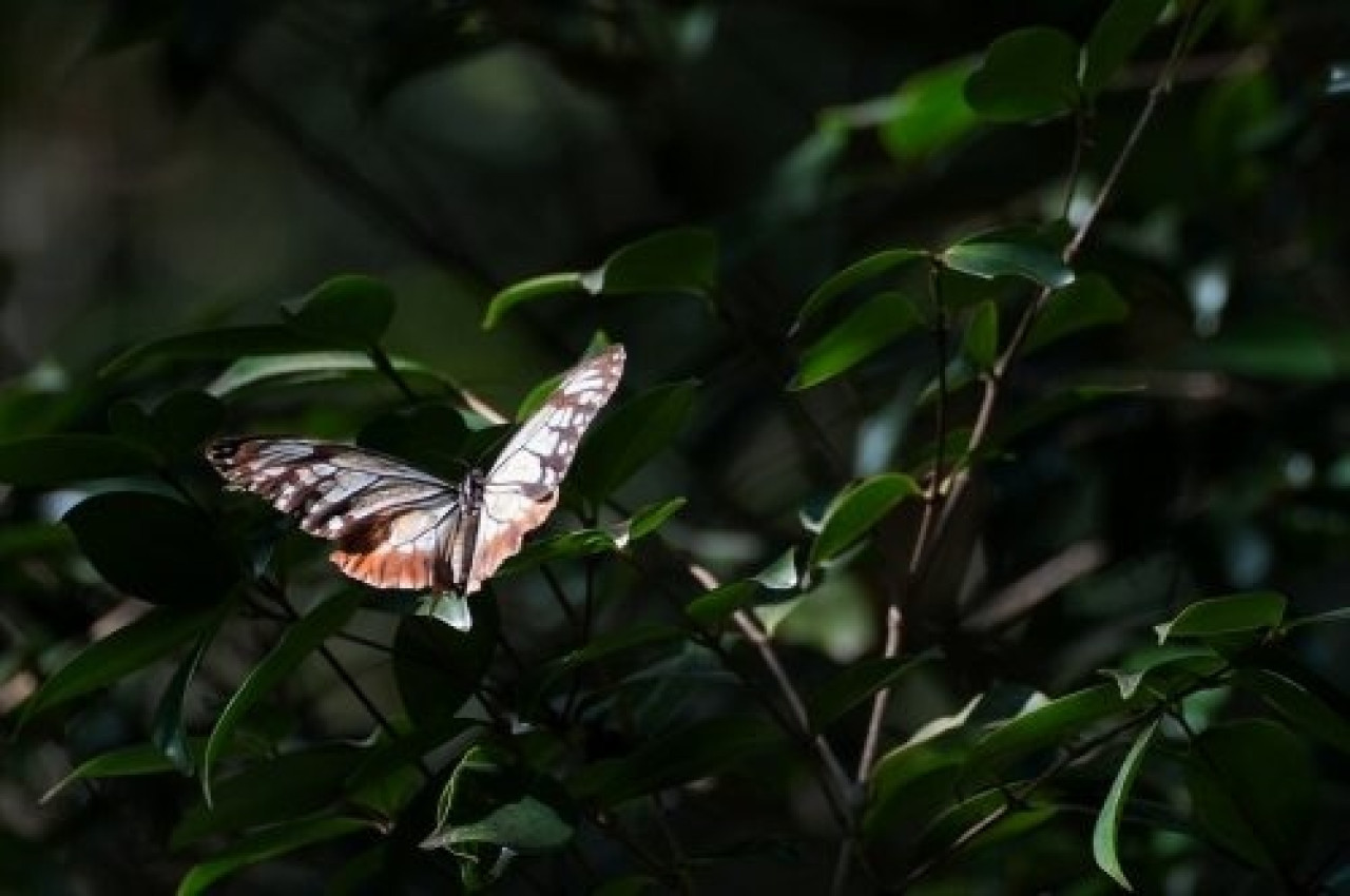 Mariposa tigre castaña que viajó desde Japón a Hong Kong. Fuente: Yuet Fung LING.