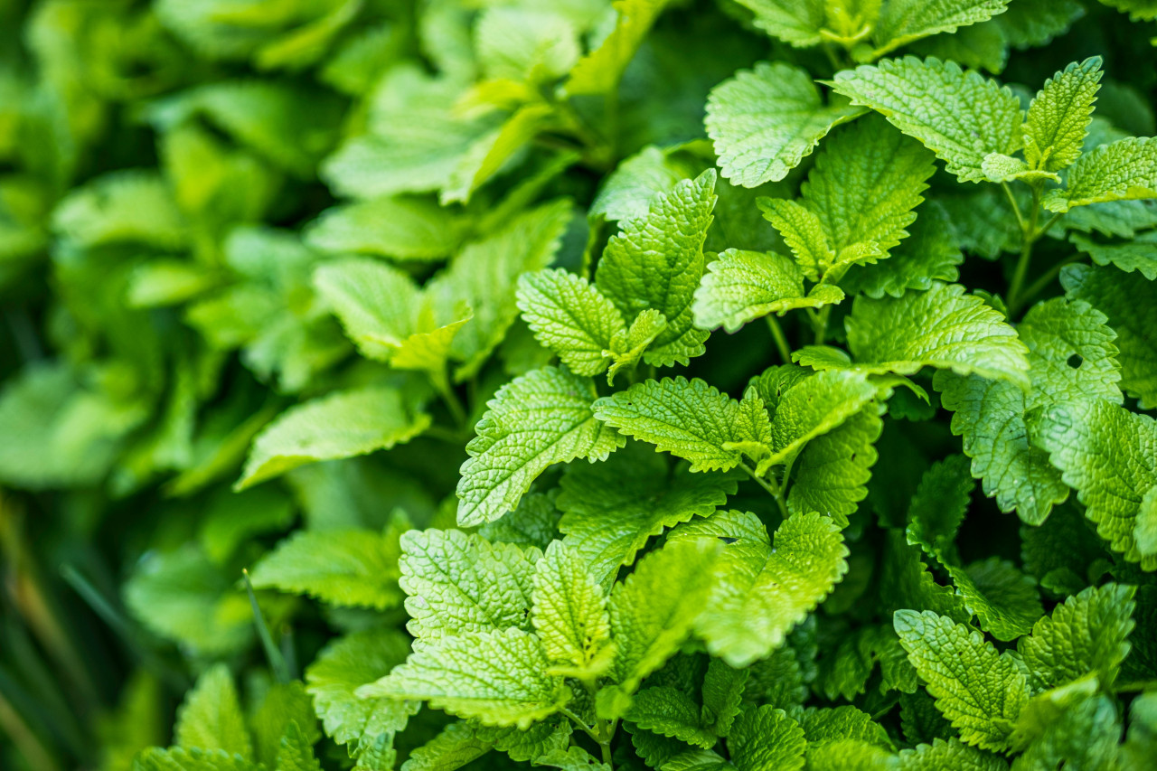 Planta de citronela. Fuente: Unsplash