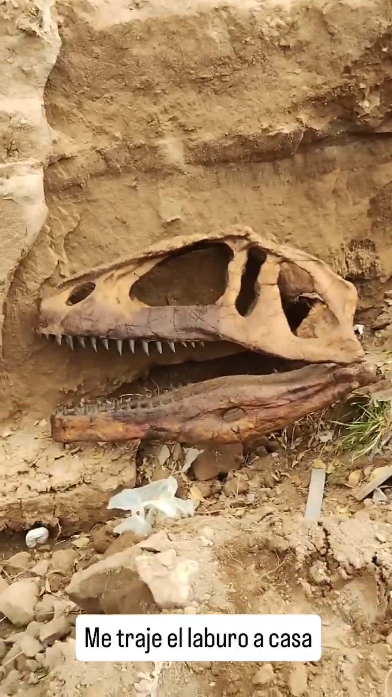 Es falso que el temporal en Bahía Blanca dejó al descubierto el cráneo de un dinosaurio. Fuente: captura.
