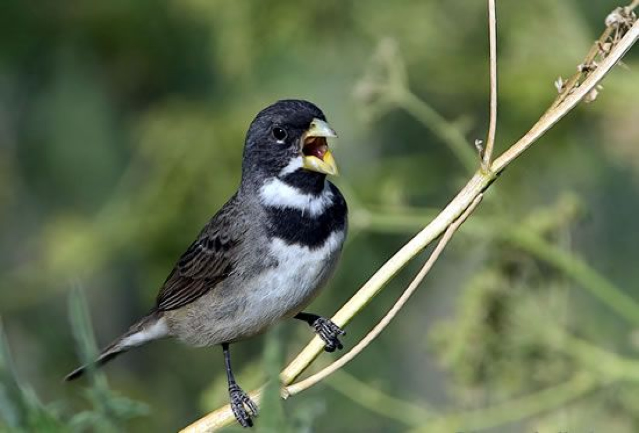 Pájaro. Fuente: Ebird