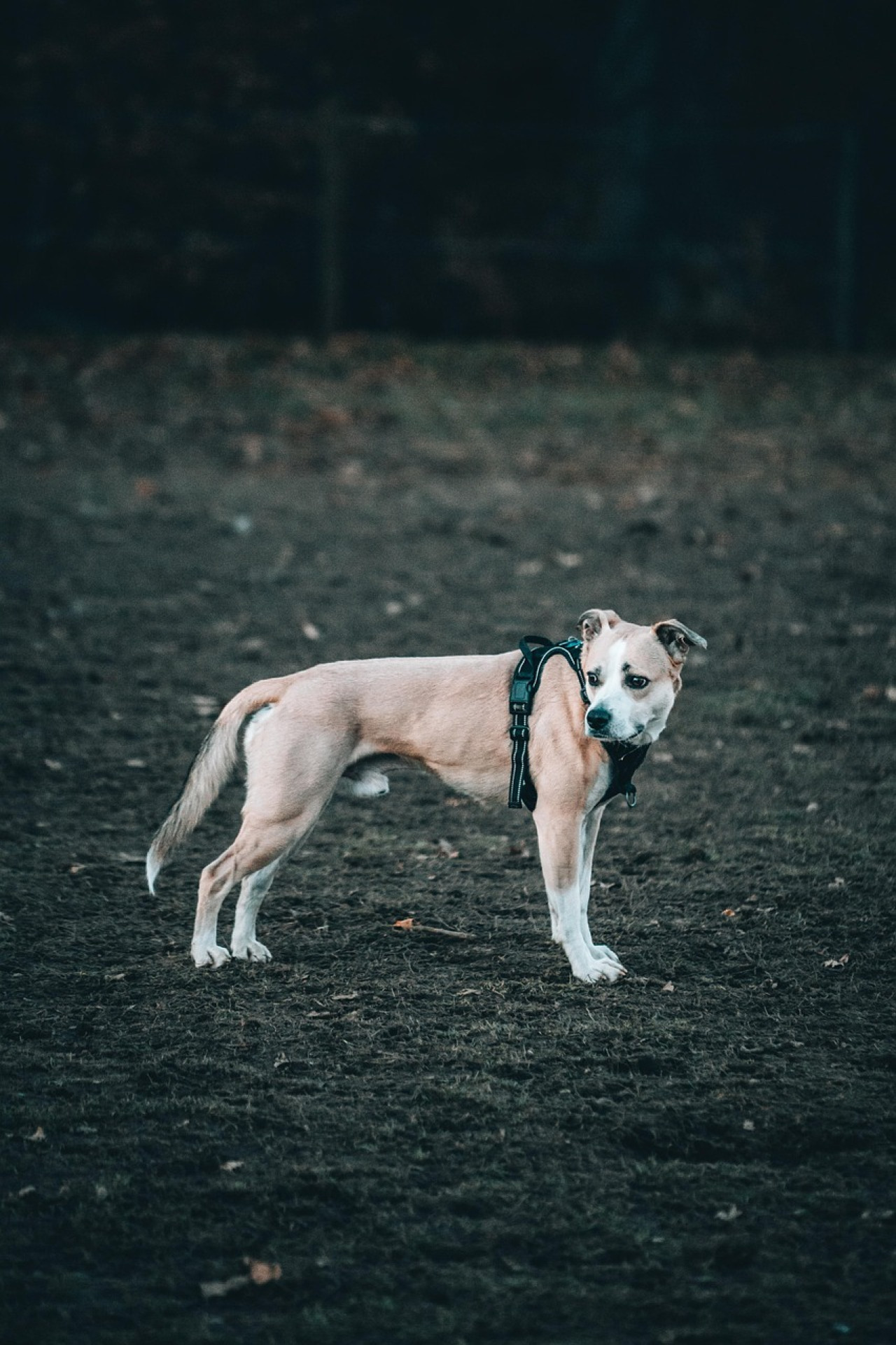Durante el invierno es importante extremar los cuidados a la hora de salir a dar un paseo con tu perro. Foto: Freepik.