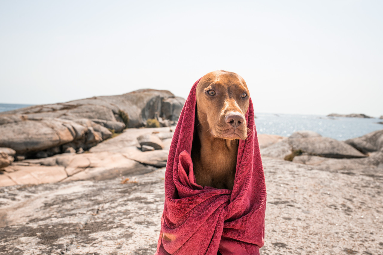 Perro. Fuente: Pexels